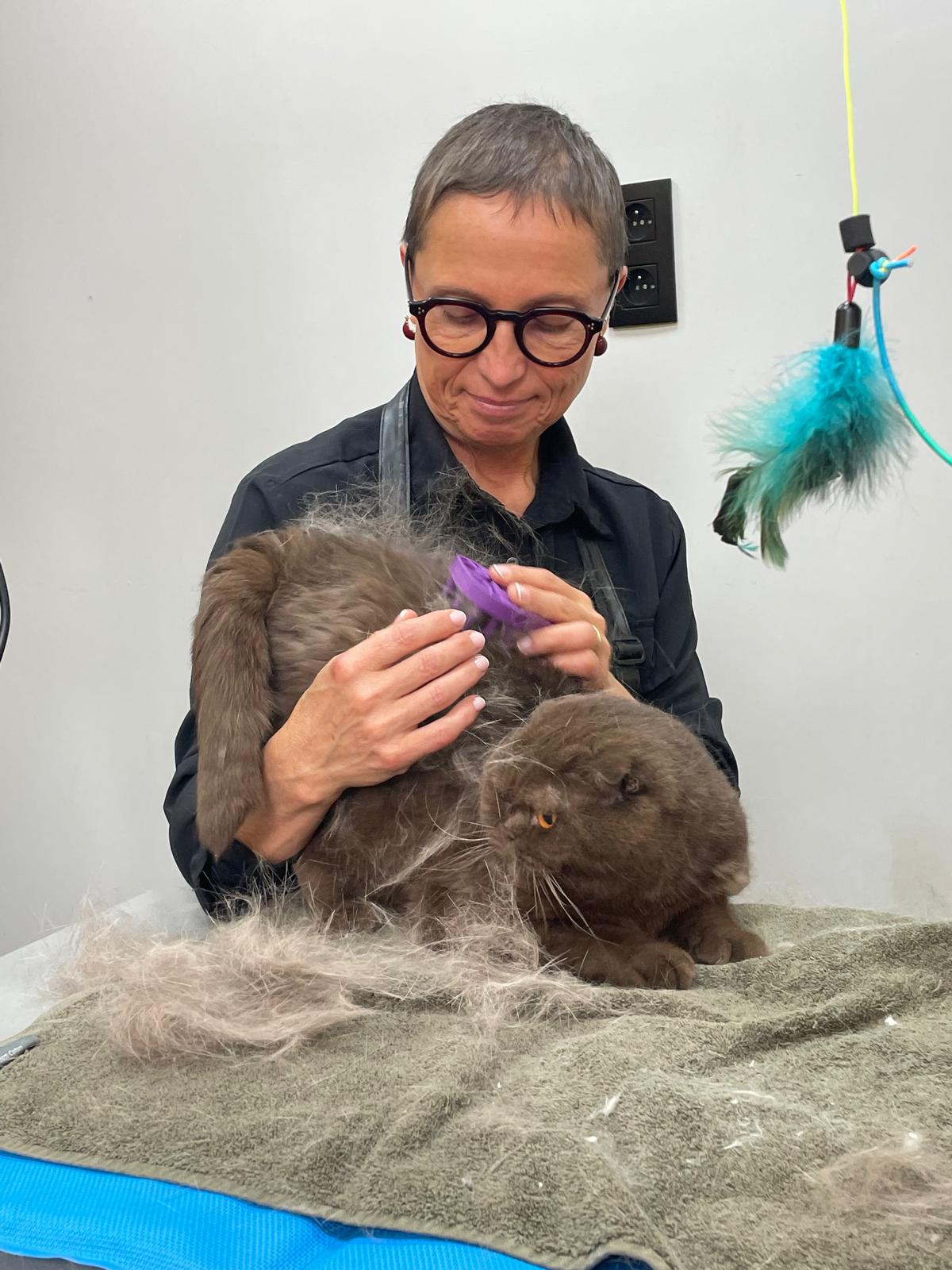 Toilettage d'un chat au salon Oum Platichotte